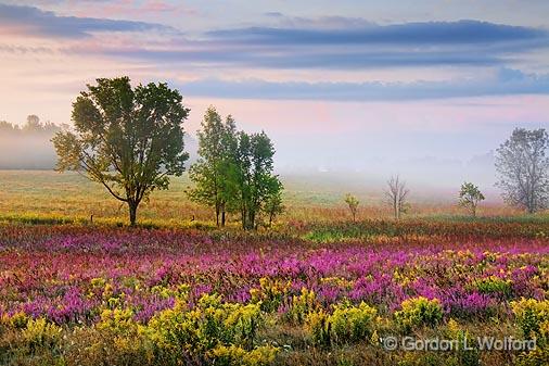 Landscape At Sunrise_20450-1.jpg - Purple Loosestrife photographed near Smiths Falls, Ontario, Canada.